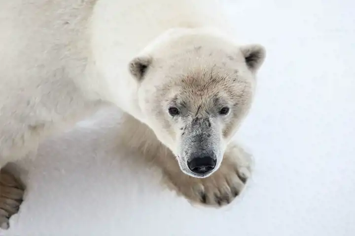 Animals Of The Arctic HERO Samantha Crimmin