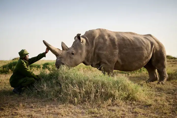 Northern White Rhino Mark Williams Sanctuary Retreats