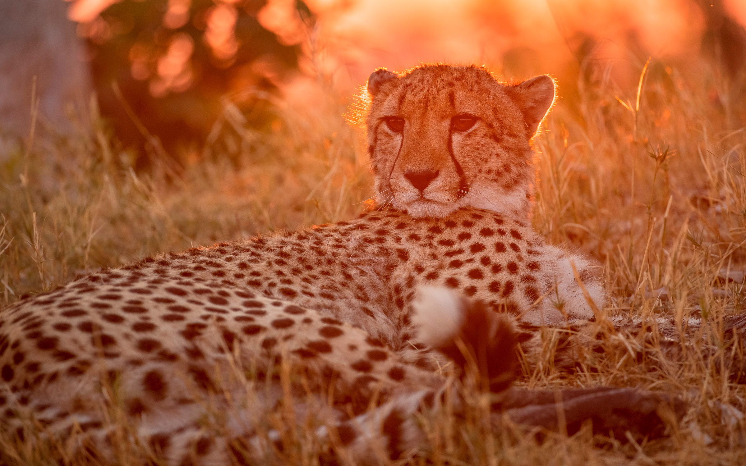 Okavango Horse Safari | Botswana Horse Safari Adventureari
