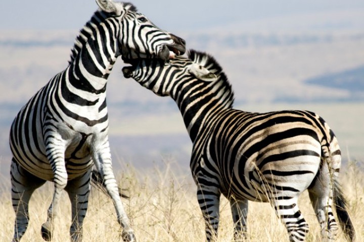 Best Places to Travel in July Luxury Travel Ker Downey Zambia