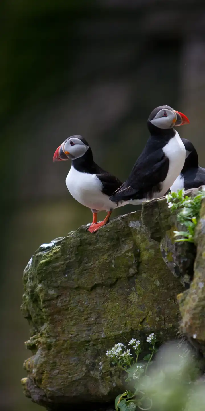 Ireland-Puffins