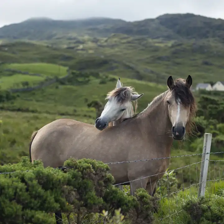 Ireland-Horses