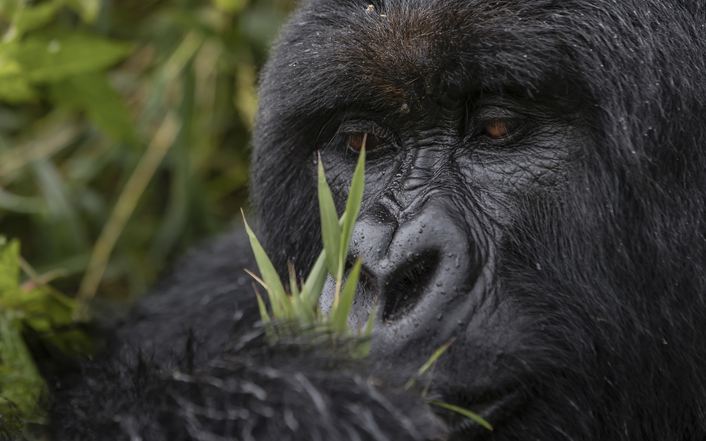 Rwanda Chimpanzee and Gorilla Trek