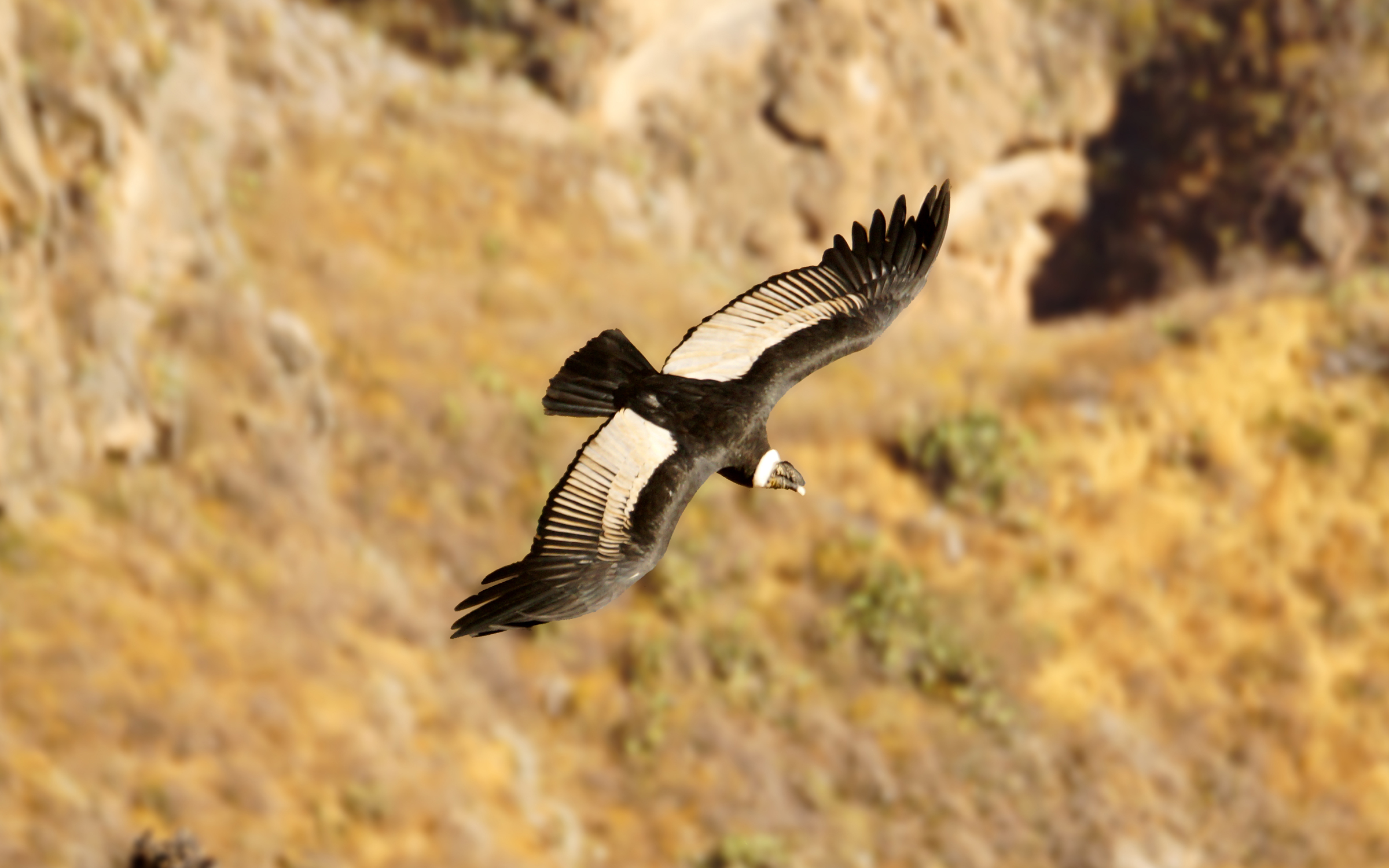 condor
