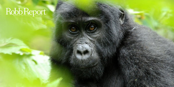 Robb Report - Ultimate Father’s Day Gifts