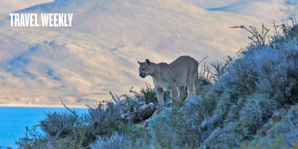 Travel Weekly - South America Bounces Back